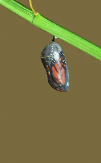 Wanderer: Wanderer / MONARCH / Milkweed Butterfly - Hatching