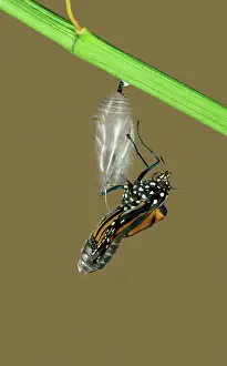 Wanderer: Wanderer / MONARCH / Milkweed Butterfly - Hatching