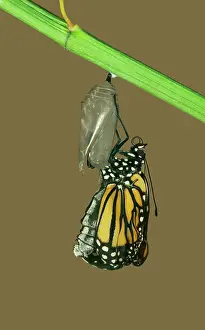 Wanderer: Wanderer / MONARCH / Milkweed Butterfly - Hatching