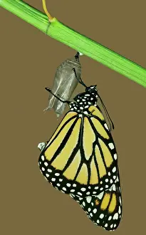Wanderer: Wanderer / MONARCH / Milkweed Butterfly - Hatching