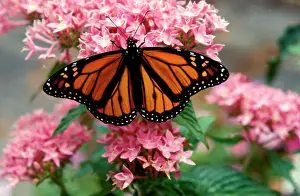 Wanderer: Wanderer / MONARCH / Milkweed Butterfly - male