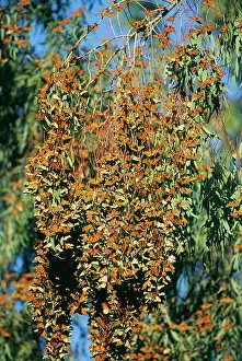 Wanderer: Wanderer / Monarch / Milkweed Butterfly - migration