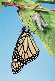Monarch: Wanderer / Monarch / Milkweed Butterfly - newly hatched