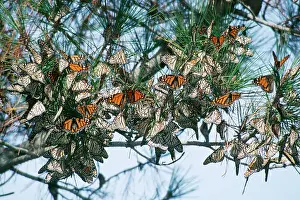 Hibernating: Wanderer / Monarch / Milkweed Butterfly - overwintering