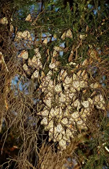 Hibernating: Wanderer / MONARCH / Milkweed Butterfly - in overwintering