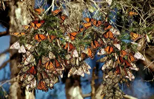 Hibernating: Wanderer / MONARCH / Milkweed Butterfly - in overwintering