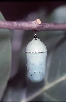 Monarch: Wanderer / Monarch / Milkweed Butterfly - pupa