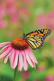 Coneflowers: Wanderer / MONARCH / Milkweed Butterfly - on purple