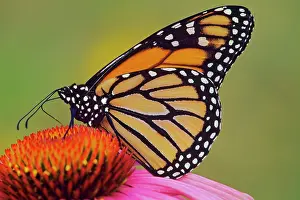 Coneflowers: Wanderer / MONARCH / Milkweed Butterfly - on purple