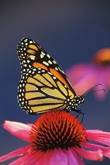 Wanderer: Wanderer / Monarch / Milkweed Butterfly - on purple