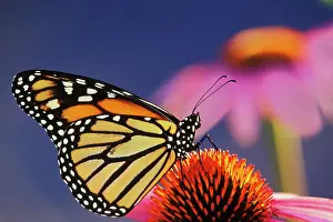 Arty: Wanderer / Monarch / Milkweed Butterfly - on purple