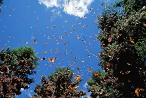 Wanderer: Wanderer / Monarch / Milkweed Butterfly - wintering