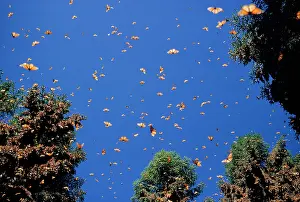 Wanderer: Wanderer / Monarch / Milkweed Butterfly - wintering