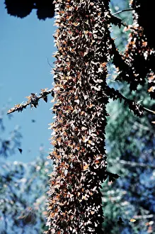 Monarch: Wanderer / Monarch / Milkweed Butterfly - wintering