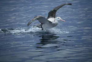 Exulans: Wandering Albatros - Sub-adult landing on water