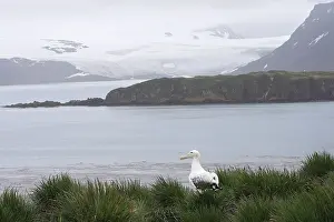 Exulans: Wandering Albatross