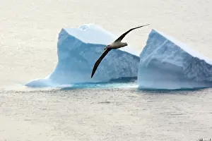 Exulans: Wandering Albatross