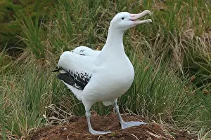 Exulans: Wandering Albatross