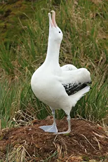 Wandering Albatross