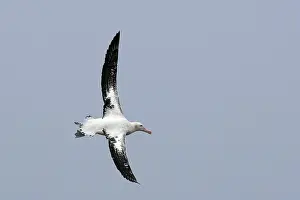 Exulans: Wandering Albatross