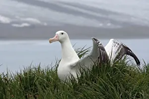 Exulans: Wandering Albatross