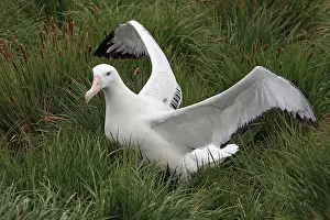 Exulans: Wandering Albatross
