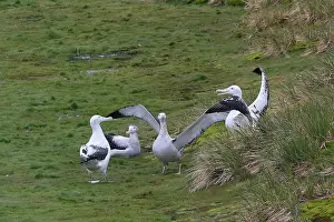 Exulans: Wandering Albatross