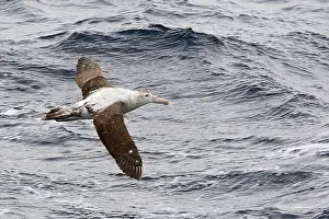Exulans: Wandering Albatross