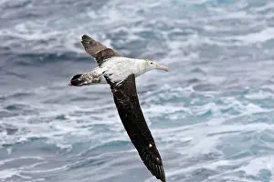 Exulans: Wandering Albatross