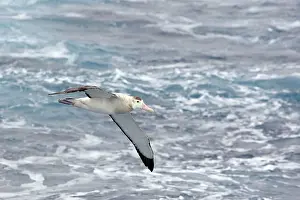 Exulans: Wandering Albatross