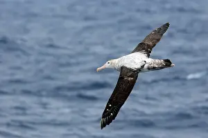 Exulans: Wandering Albatross