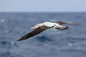 Exulans: Wandering Albatross