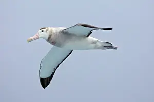 Exulans: Wandering Albatross