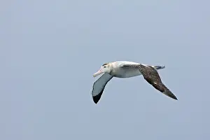 Exulans: Wandering Albatross