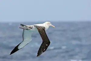 Exulans: Wandering Albatross
