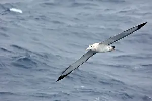 Exulans: Wandering Albatross