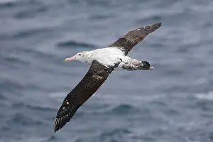 Exulans: Wandering Albatross