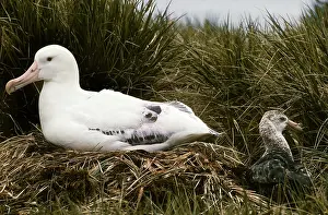 Wandering: Wandering Albatross