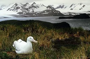 Wandering: Wandering Albatross