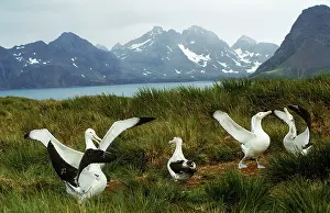 Wandering: Wandering Albatross