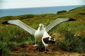 Wandering: Wandering Albatross