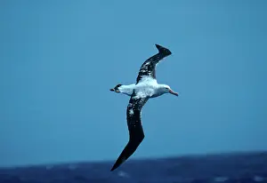 Wandering: Wandering albatross