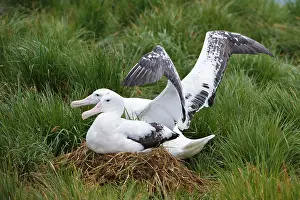 Wandering: Wandering Albatross