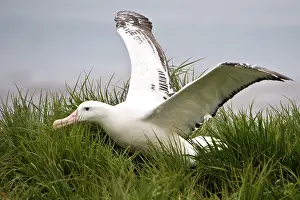 Wandering: Wandering Albatross