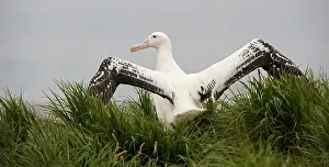 Wandering: Wandering Albatross