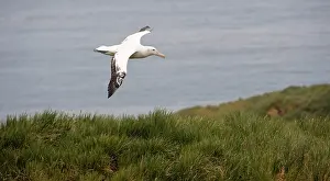 Wandering: Wandering Albatross
