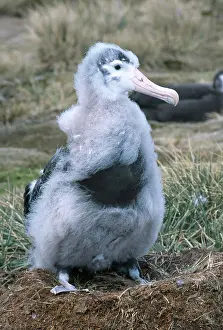 Wandering: Wandering Albatross