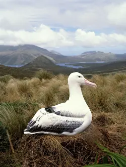 Wandering: Wandering albatross
