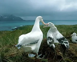 Wandering: Wandering albatross