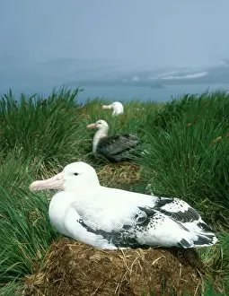 Wandering: Wandering albatross